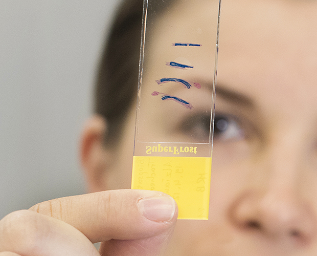 Bioanalytik Histologie