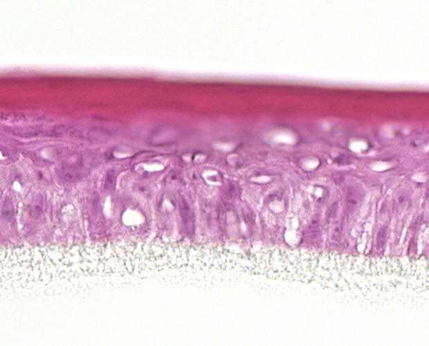 Menschliche Epidermis Menschliche Epidermins