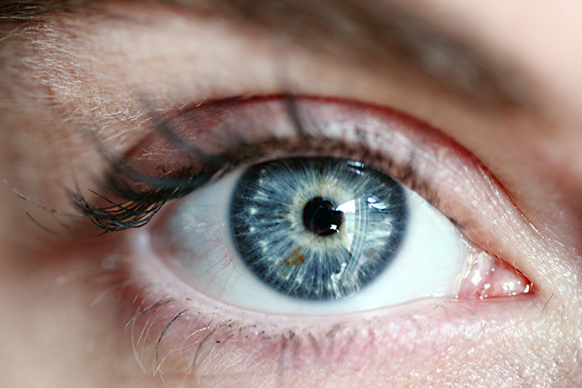 In-vitro-Modelle Auge Cornea