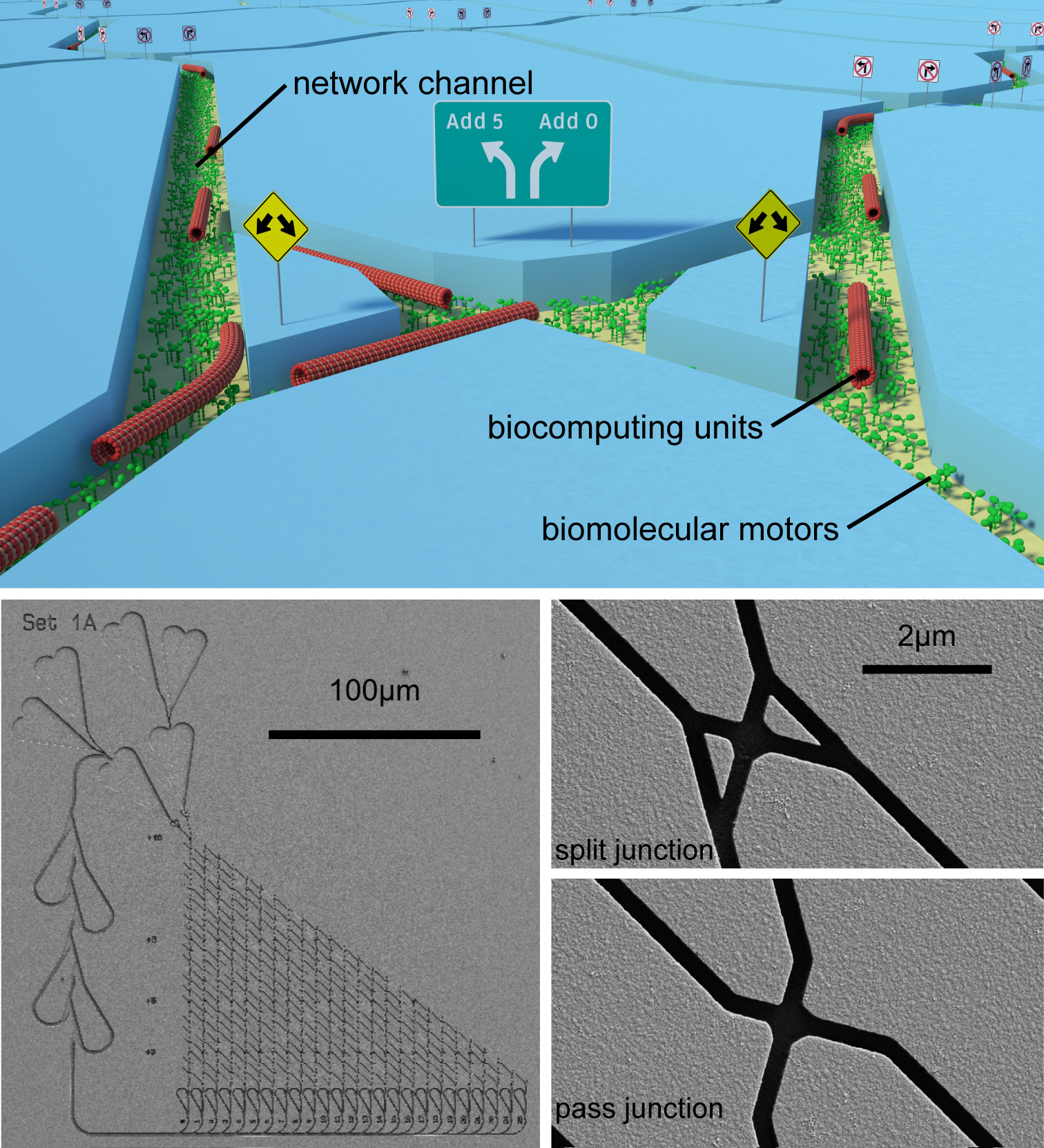 Network-based biocomputation