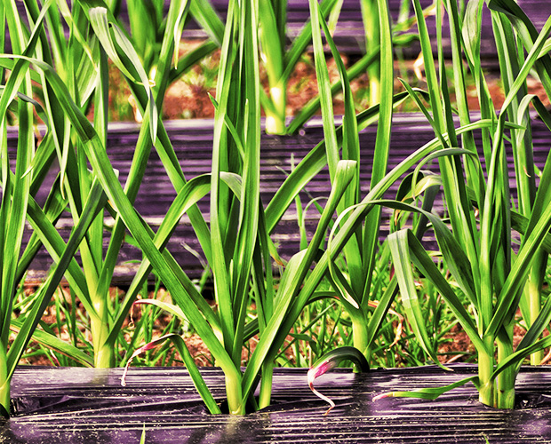 NewHyPe Mulch Film Nanocellulose